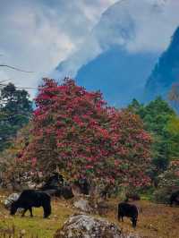 尼泊爾高山杜鵑的“硬核身份”。