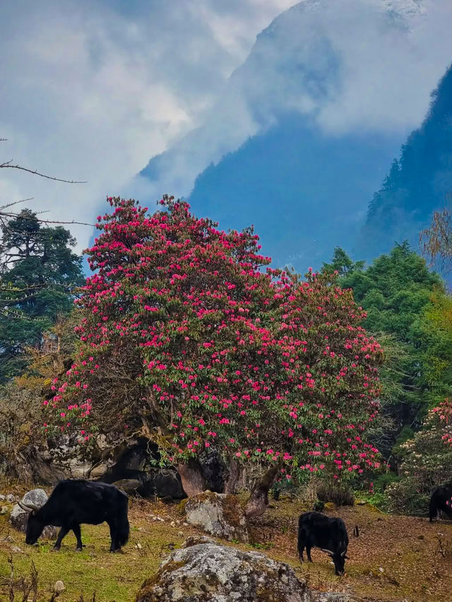 尼泊爾高山杜鵑的“硬核身份”。