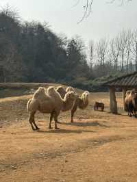 杭州野生動物園親測攻略