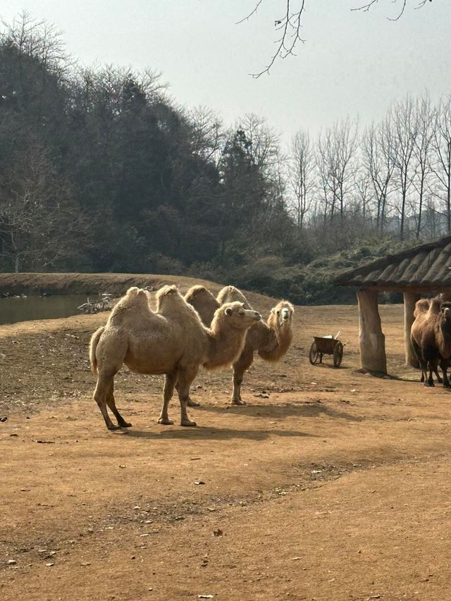 杭州野生動物園親測攻略