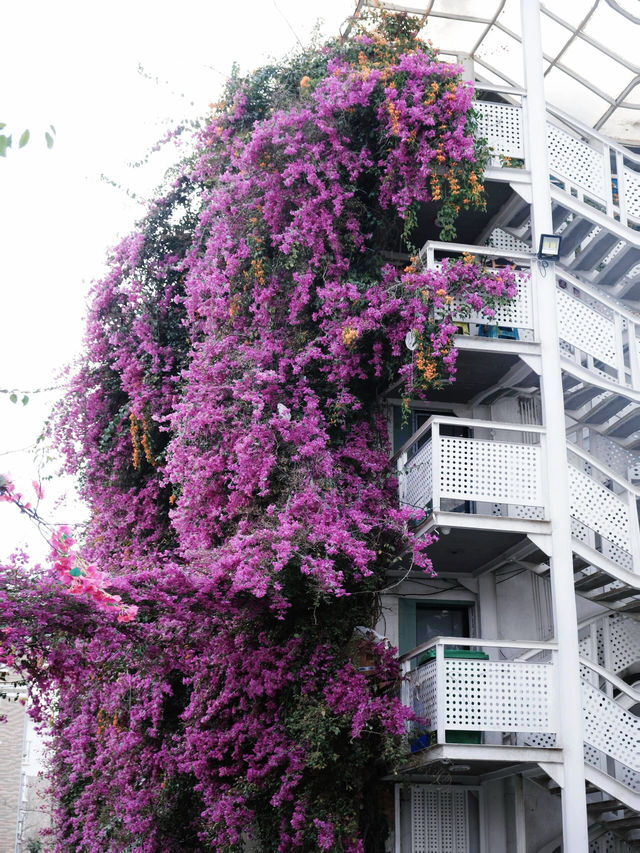 ~~昆明滇池海洪濕地公園