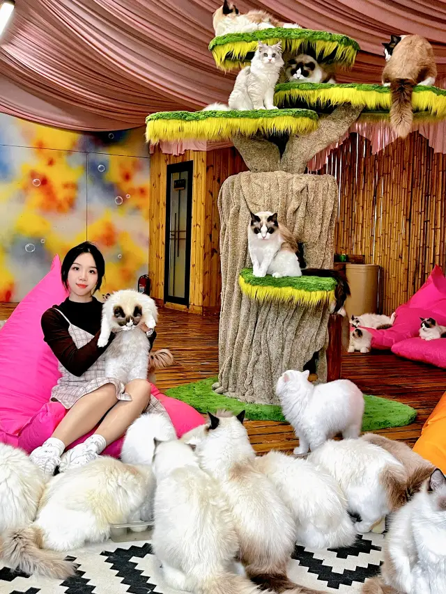 A cat lover's paradise in Guangzhou! It's so healing! 🩹