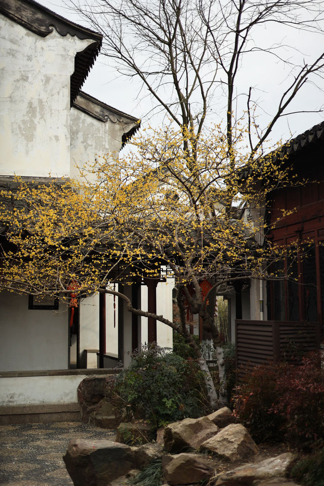 燕園|又一年梅花開了 燕園|又一年梅花開了