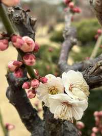 2.21 莘莊梅園實況｜「梅」不勝收，獨佔春色，專場