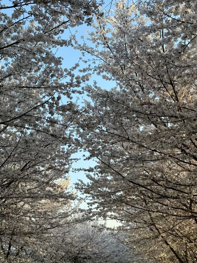 別逼爆雞鳴寺了，這裡才是南京賞櫻的極致之選