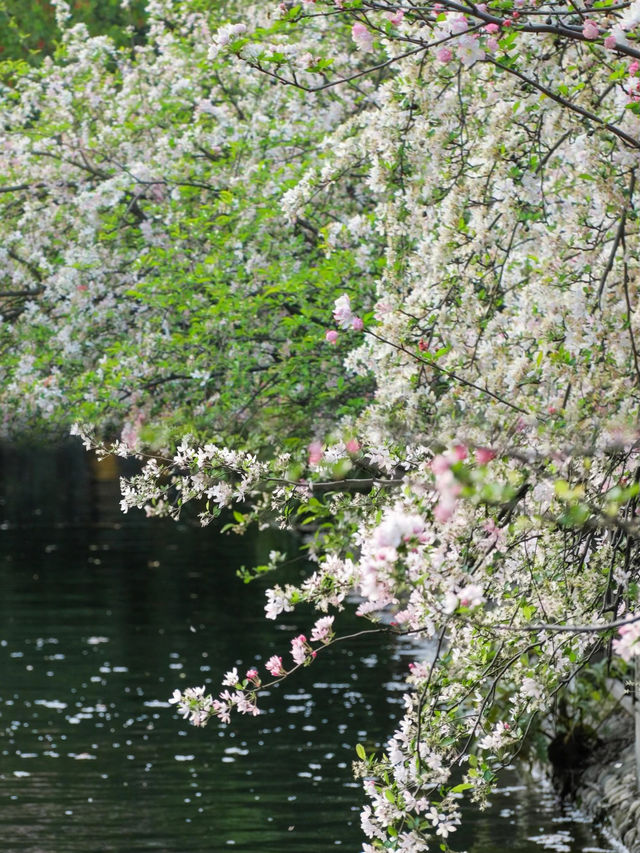 春日限定！成都賞花地圖大公開