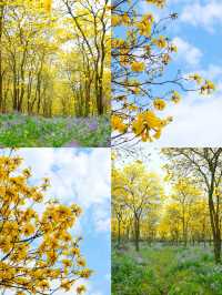 春日限定！成都賞花地圖大公開