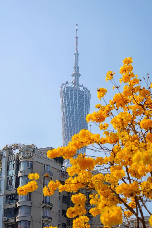 磨碟沙的花開啦！3片花海一次拍個夠