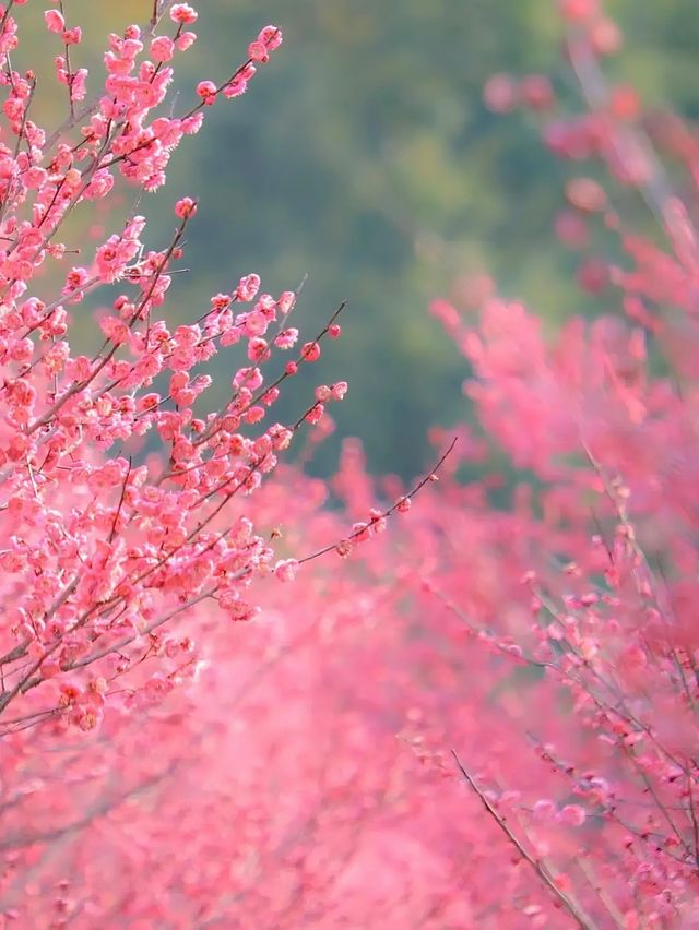 2025上海春日賞花地圖 遇見春日「梅」好！！