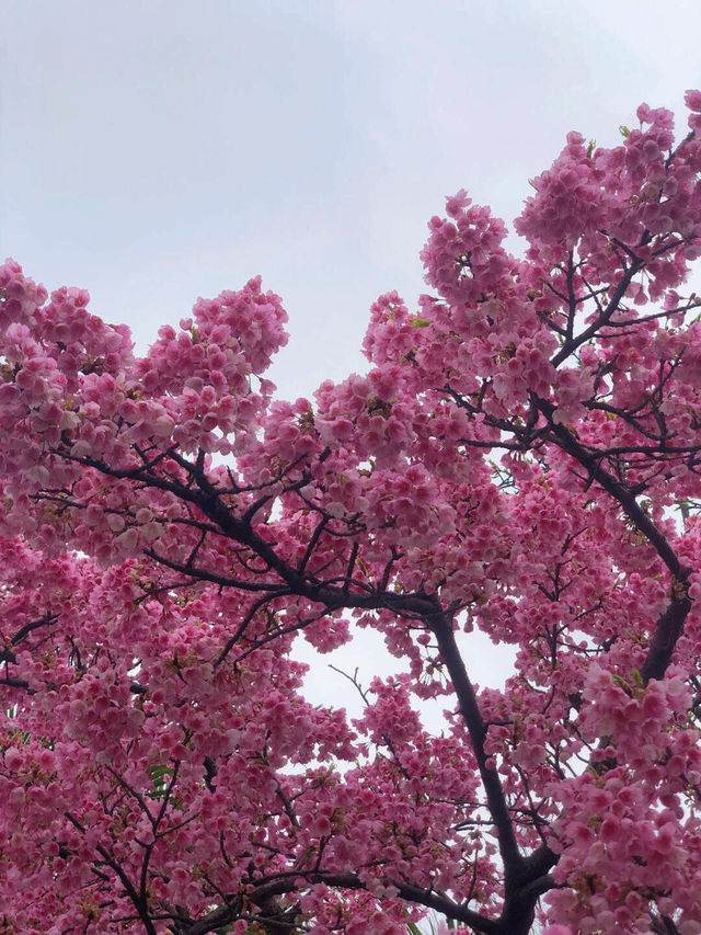 🌸上海大寧公園，一片浪漫至極的櫻花花海🌸