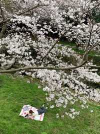 濟州島三月限定🌸 小眾賞櫻公園大揭秘