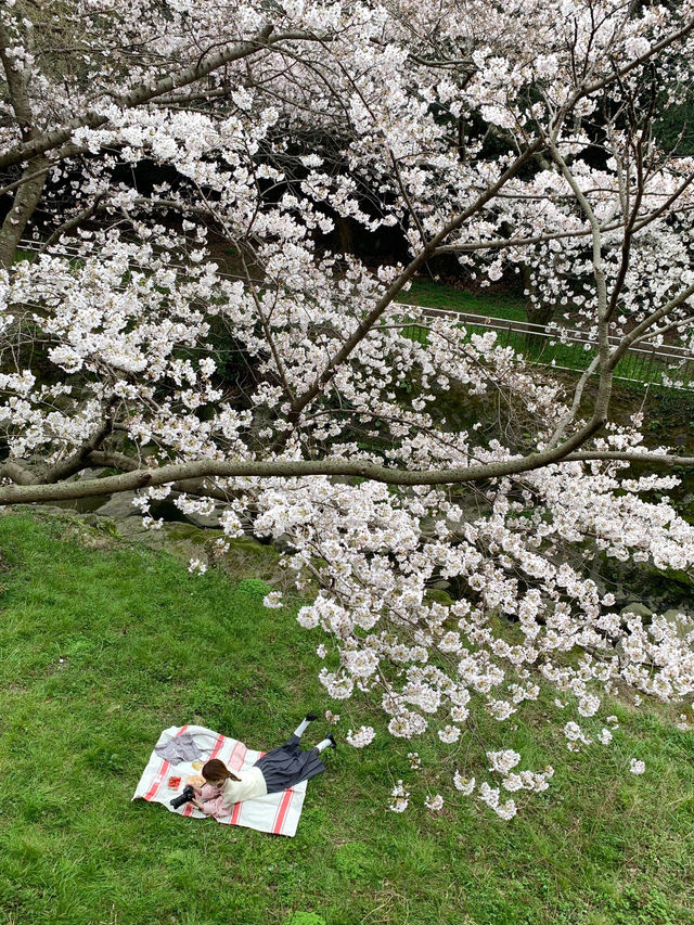 濟州島三月限定🌸 小眾賞櫻公園大揭秘
