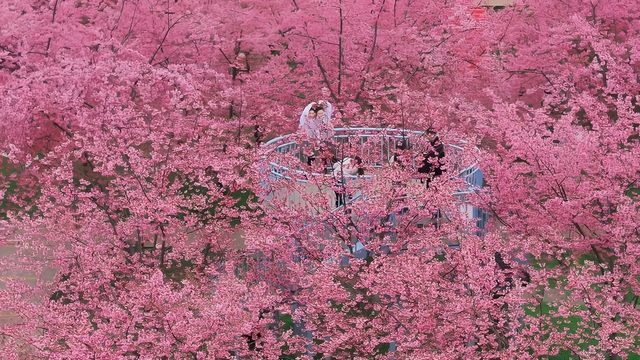 成都漫花莊園全攻略｜花海秘境與四季浪漫之旅