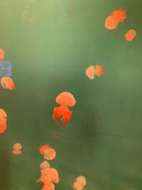 海邊的海洋世界
