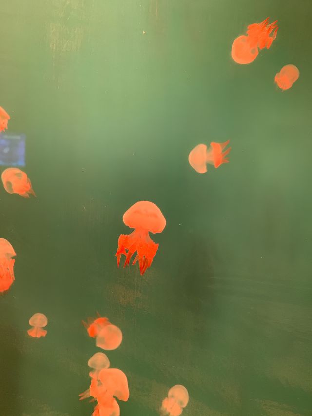 海邊的海洋世界