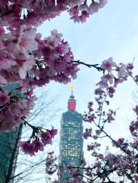 台北松智公園櫻花攻略🌸📸 