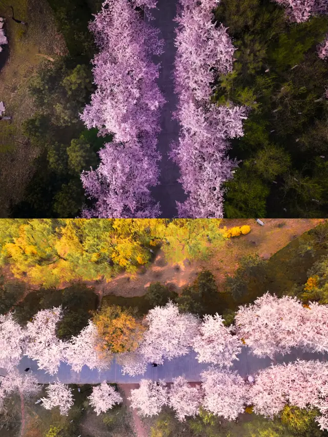 웨이팡 벚꽃 명소 추천‖인생샷 꿀팁