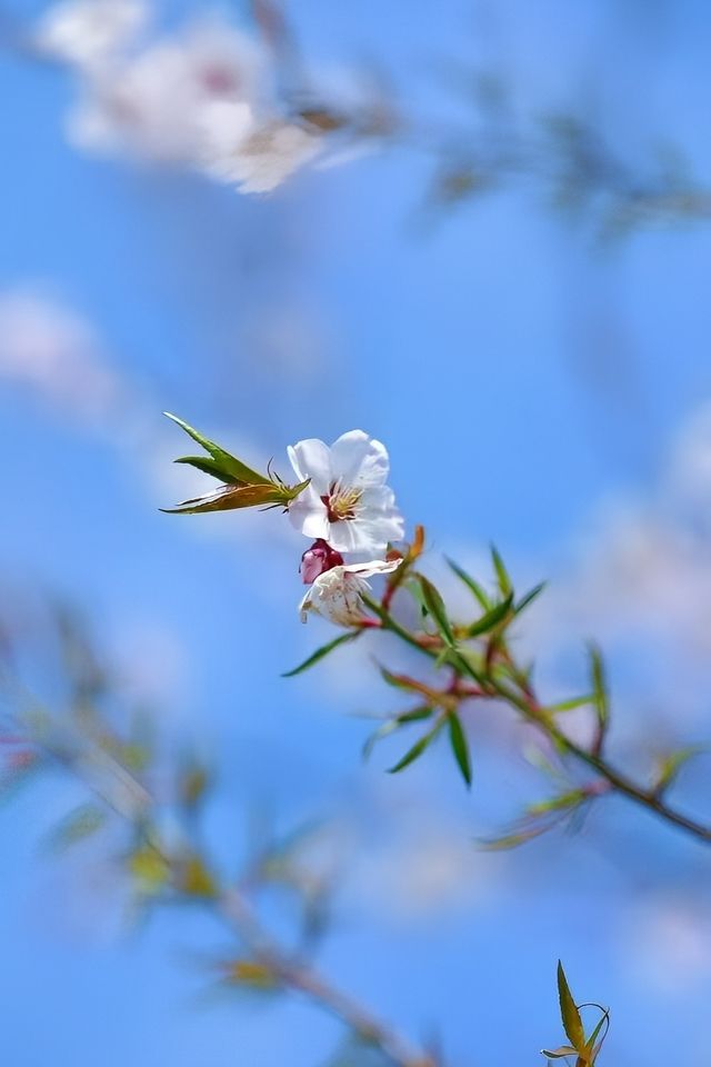 西藏林芝桃花4天，5天，6天旅遊攻略。