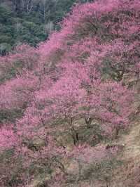 《鶴鳴山：春日青梅、秋季雲海，川西的季節限定浪漫！》