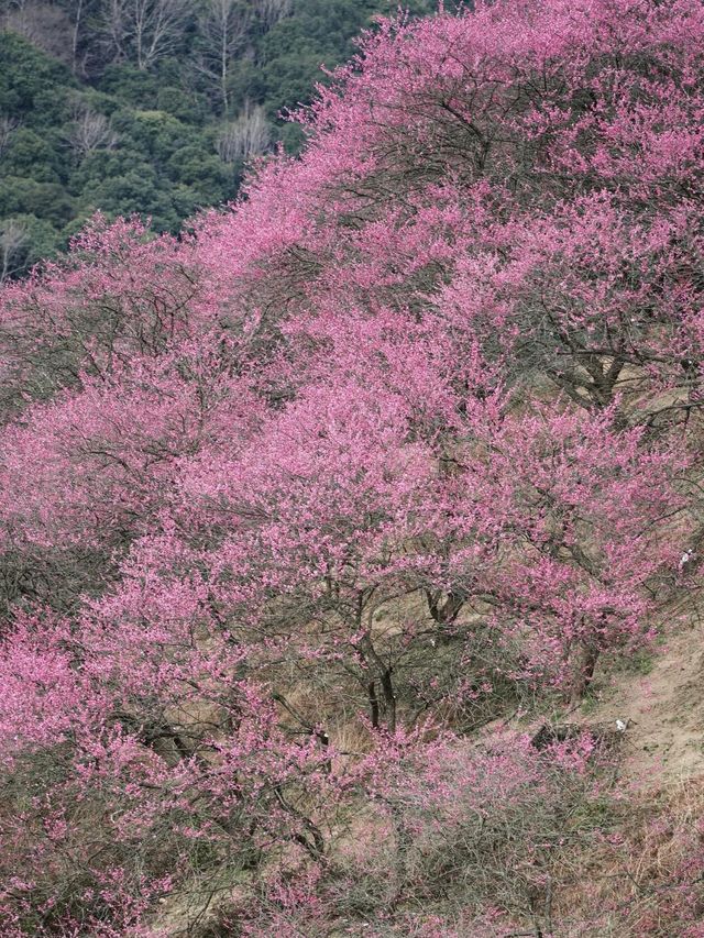 《鶴鳴山：春日青梅、秋季雲海，川西的季節限定浪漫！》