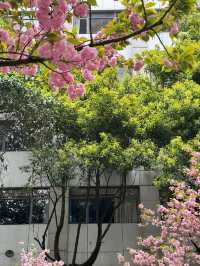 🌸觀山湖這條路，美到我想定居！（live圖