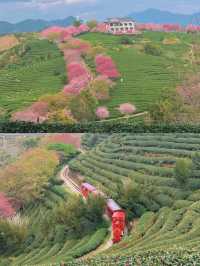 唔係無量山，係福建永福台品櫻花茶園！
