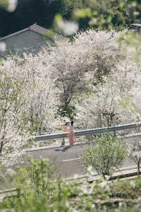 紹興這個村子的櫻花公路驚艷了春天