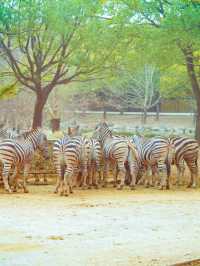 上海野生動物園：與動物共度難忘時光