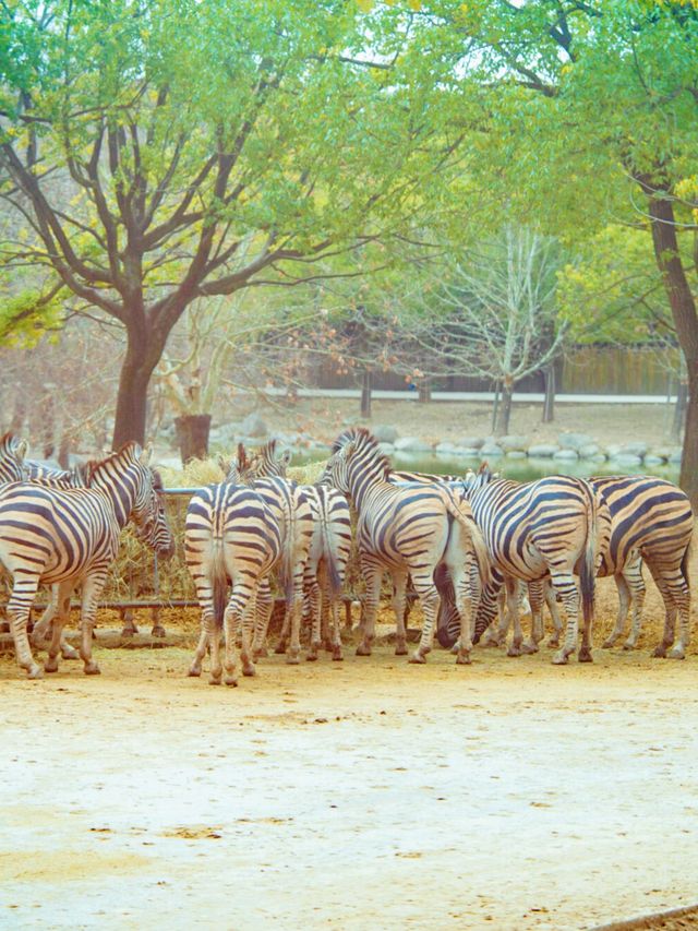 上海野生動物園：與動物共度難忘時光