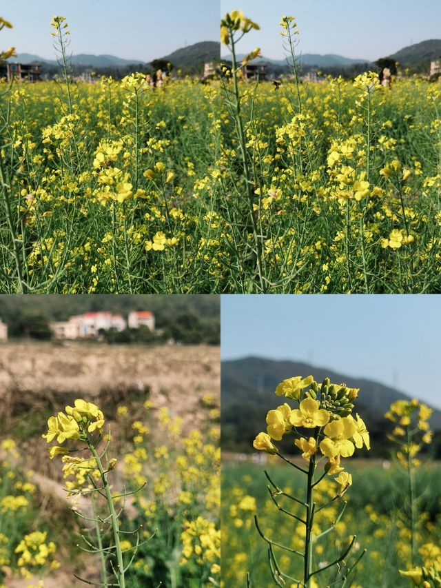 鄉間村野油菜花故