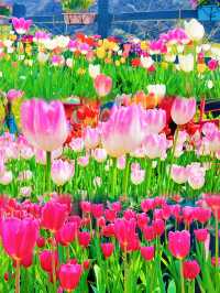 驚喜解鎖寶泉秘境 鬱金香花海浪漫來襲