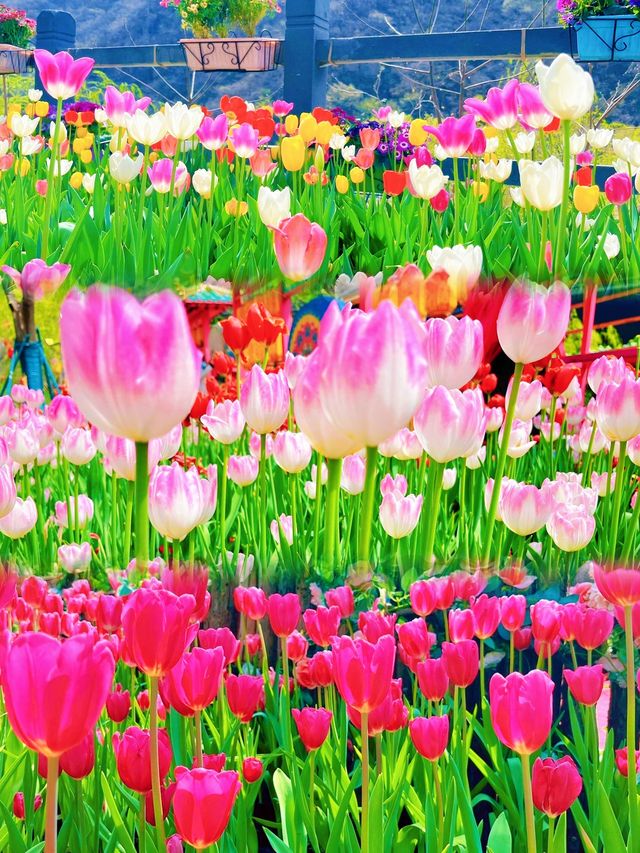 驚喜解鎖寶泉秘境 鬱金香花海浪漫來襲