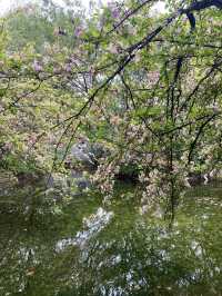 救命呀！成都呢個公園已經被花海包圍咗