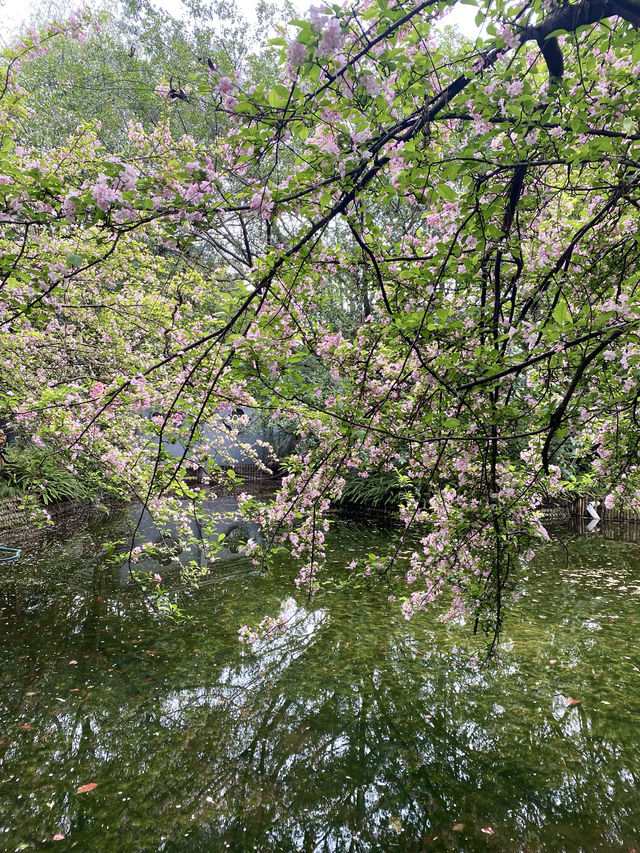 救命呀！成都呢個公園已經被花海包圍咗