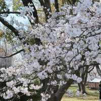 🌸日本福岡櫻花季--舞鶴公園🌸