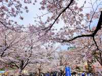 大町西公園，春風輕拂的櫻花小徑