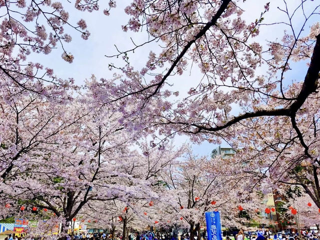 大町西公園，春風輕拂的櫻花小徑