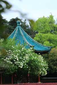 長沙烈士公園春日木繡球花海：古風與自然的詩意碰撞