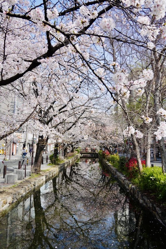 日本追櫻之旅｜京都櫻花最新情報