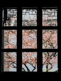 Experience the Enchanting Spring in Suzhou