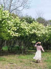Explore the Stunning Hydrangea Waterfall at Xixi Wetland with Free Route Options