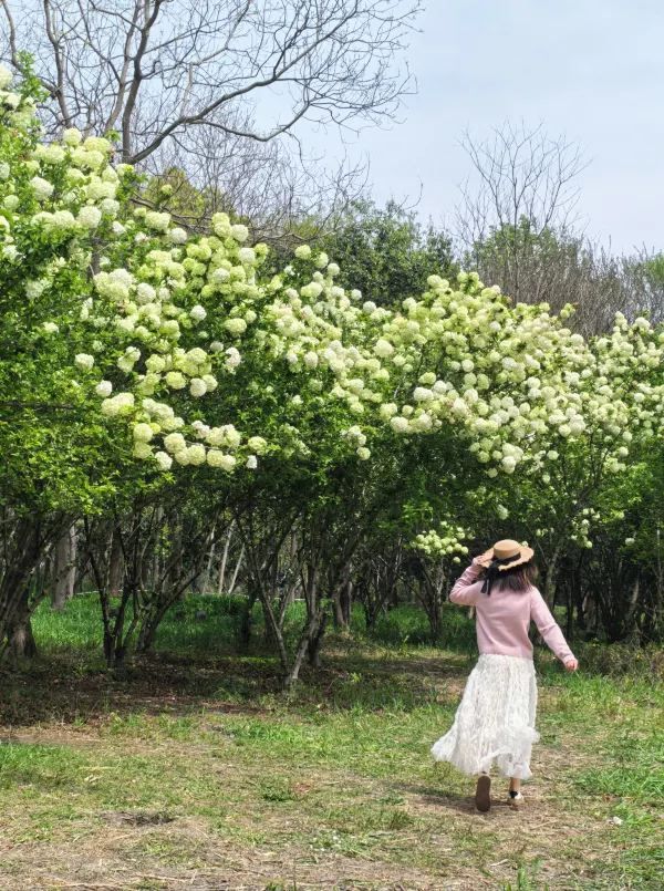 Explore the Stunning Hydrangea Waterfall at Xixi Wetland with Free Route Options