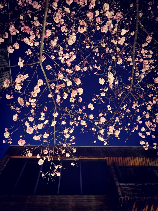 昆明賞櫻秘境！和念半山森林酒店，浪漫到窒息