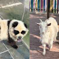 松江森系親子酒店標竿｜萬豪獨立品牌