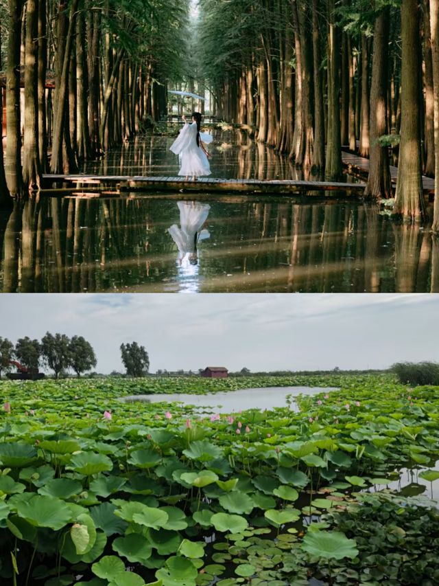 興化賞荷花‖打卡避坑攻略