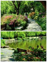 西湖賞花｜孤山公園杜鵑花滿開啦4月17日杭州剛回