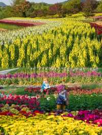 大連英歌石植物園，賞花遛娃兒一站式