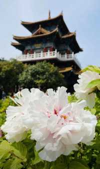花開洛陽，開盒心儀親子酒店