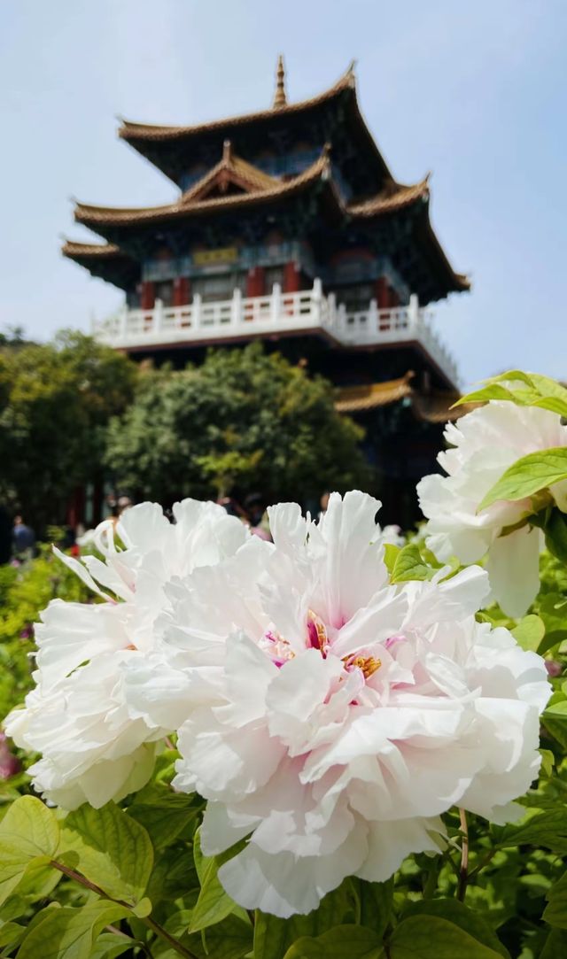 花開洛陽，開盒心儀親子酒店