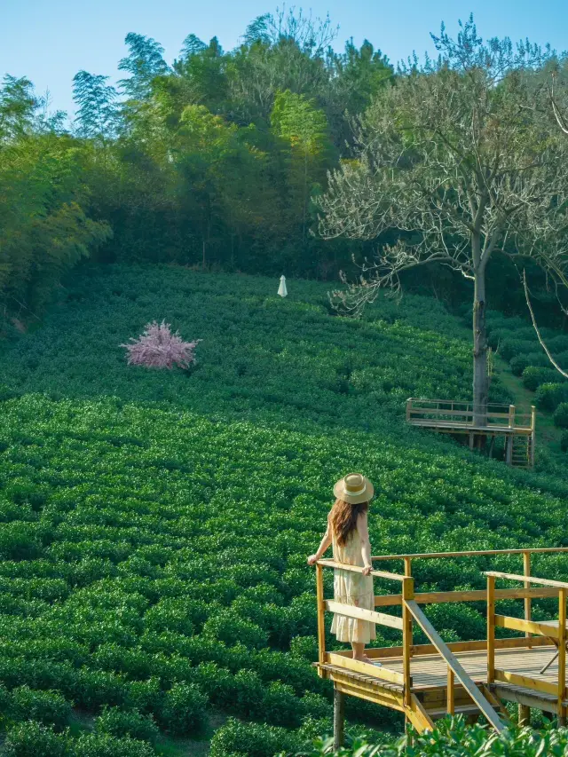 來安吉8次，終於承包了一片茶園採茶自由